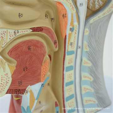 Personalized common brain model